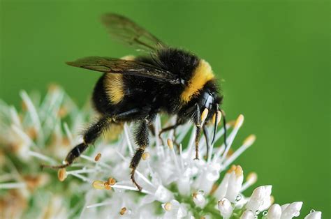 Free Stock Photo Of Bee Bumblebee Insect