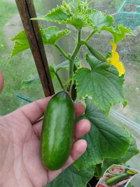 down on the allotment grafted cucumber plants