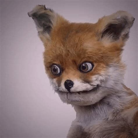 taxidermy gifs find share  giphy