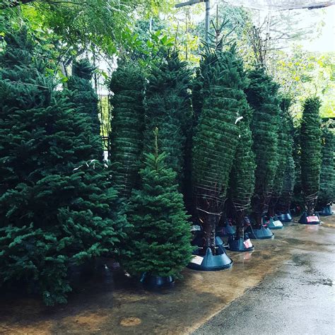 10 Places To Buy Cheap Christmas Trees In Singapore  Real & Artificial