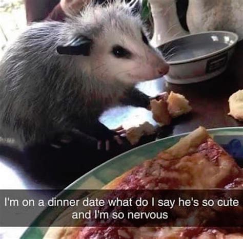 Blursed Date Blursedimages Opossum Possum Awesome Possum