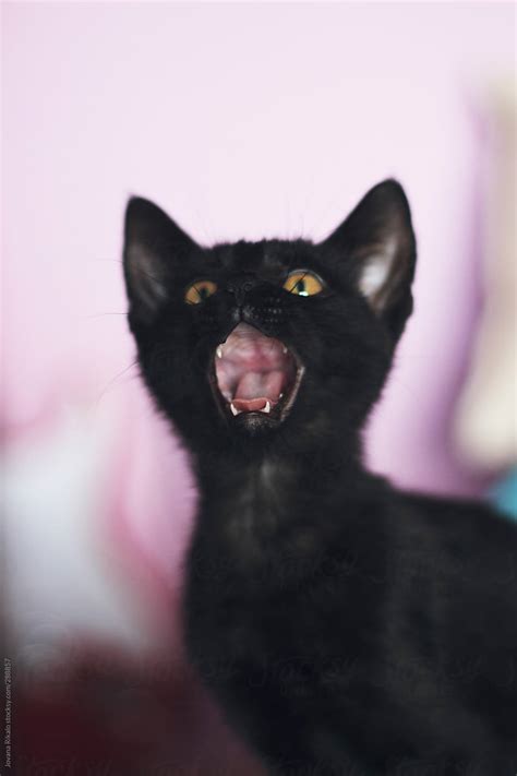 Black Kitten Yawning By Stocksy Contributor Jovana Rikalo Stocksy