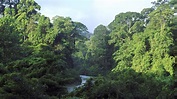 Landschaften: Regenwald - Regenwald - Landschaften - Natur - Planet Wissen