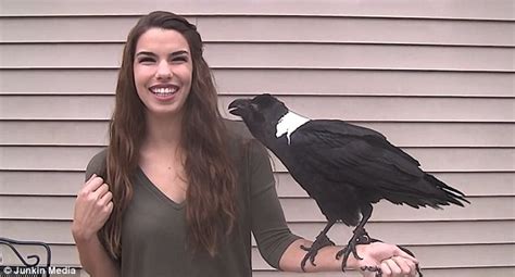 Video Shows Mischief The Raven Mimicking Human Speech Daily Mail Online