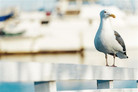 Color Combination Seagull Stare Canvas Design Wiki