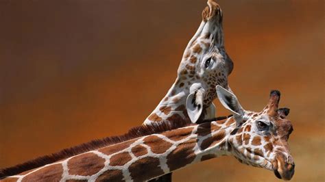 Nature Animals Giraffes Wallpapers Hd Desktop And Mobile Backgrounds