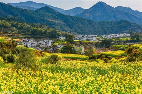 中国最 黄 的春色，婺源油菜花美如画，游客：点赞中国最美乡村江岭