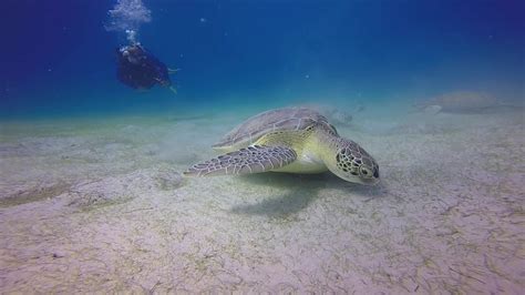 Green Sea Turtles Youtube