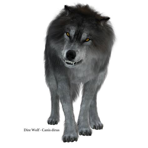 Growling Wolf Stock Photos Pictures And Royalty Free Images Istock