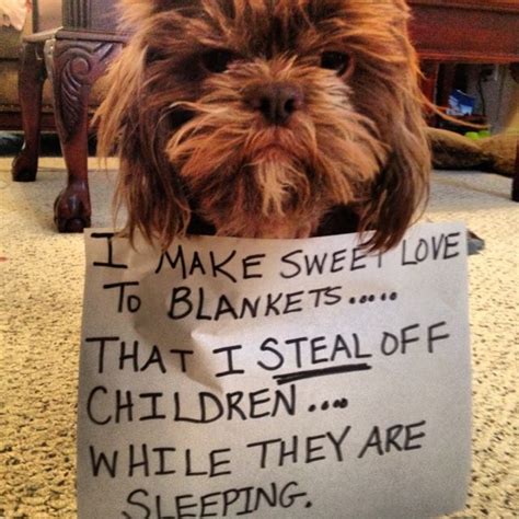 70 Best Images About Dog Shaming On Pinterest