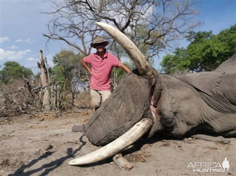 Hunting Elephant In Botswana