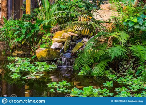 Beautiful Garden Architecture Water Pond With A Waterfall And Tropical