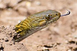 Serpentes - características, espécies, reprodução, alimentação ...