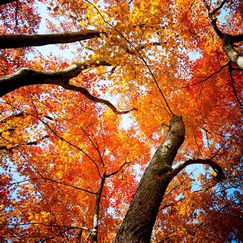 Photos Of Autumn Trees Thriftyfun