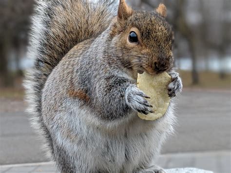 This Fat Squirrel Eating A Potato Chip Niagara Falls Ny Oc Rpics