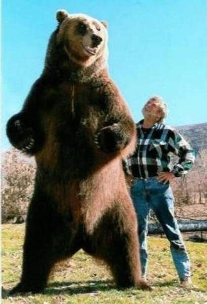 How Tall Is A Grizzly Bear Standing Up Waynekruwblack