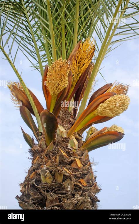 Date Palm Tree With Little Flowers Phoenix Dactylifera And Blue