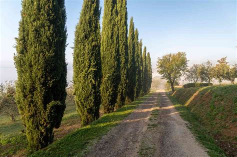 How To Grow And Care For Italian Cypress