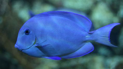 Blue Tang Fish Facts Acanthurus Coeruleus A Z Animals