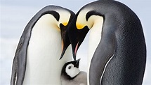 13 Amazing (and Adorable) Photos From Hulu's 'March of the Penguins 2 ...