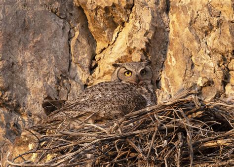 Update On The Nesting Great Horned Owl Feathered Photography