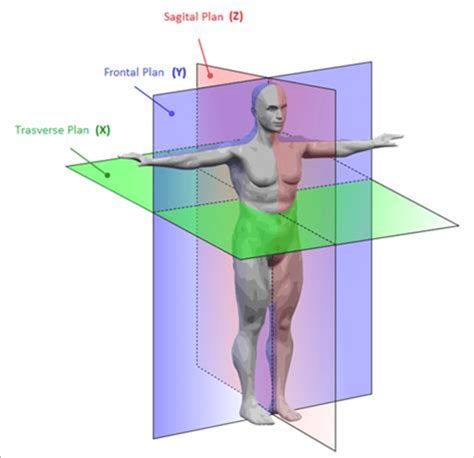 Example Of Axes And Planes In Relation To The Human Body Download