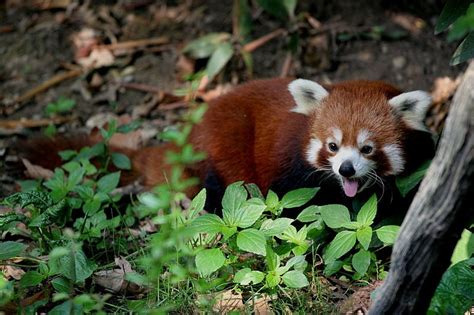 A History Of Daring Red Panda Escapes Popular Science