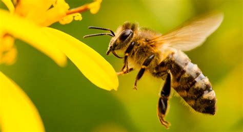 ¿por qué son importantes las abejas para el medio ambiente secretaría de agricultura y