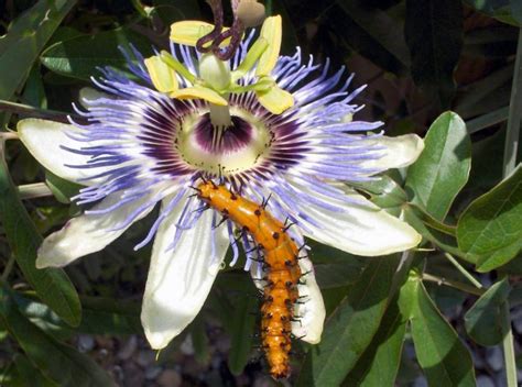 Hungry Caterpillar On Passion Flower Shutterbug