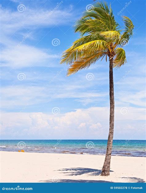 Palm Trees On A Beautiful Sunny Summer Afternoon Stock Photo Image Of