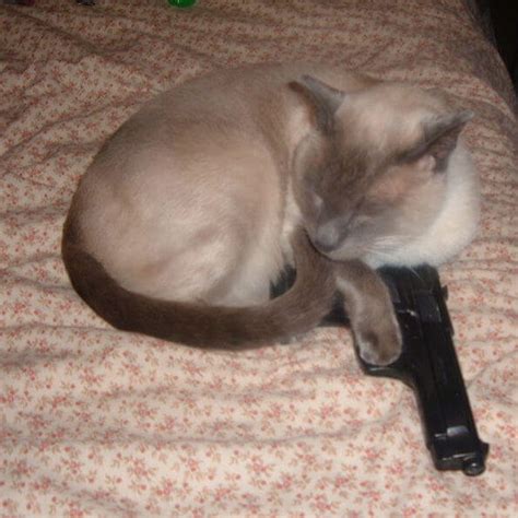 How To Talk To Your Cat About Gun Safety This Years Best T Ideas