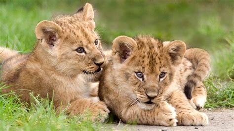 Lion Cub Wallpaper 74 Images