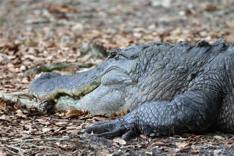 Gigantic 920 Pound Alligator Caught In Florida Lake Believed To Be