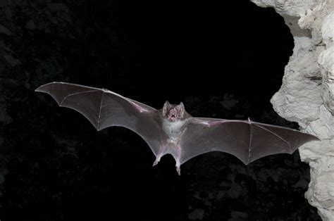The Night Life Why We Need Bats All The Time