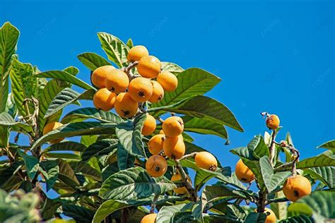 Loquat Fruit Tree Background Images Hd Pictures And Wallpaper For Free