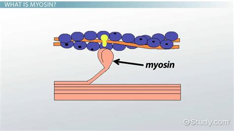Myosin Function And Structure What Is Myosin Video And Lesson