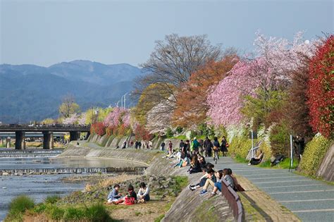 Kamogawa River Cherry Blossom Tokyo Japan Travel Places To See