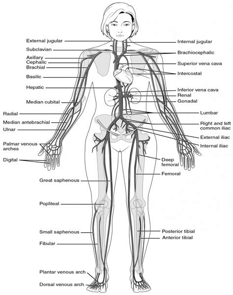 Printable College Anatomy Worksheets Anatomy Worksheets