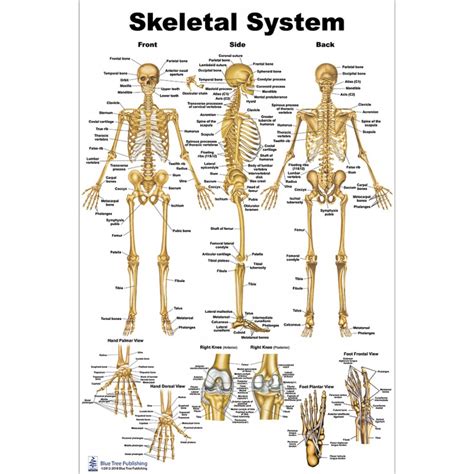 Skeletal System Poster 24 X 36 Laminated Quick Refere