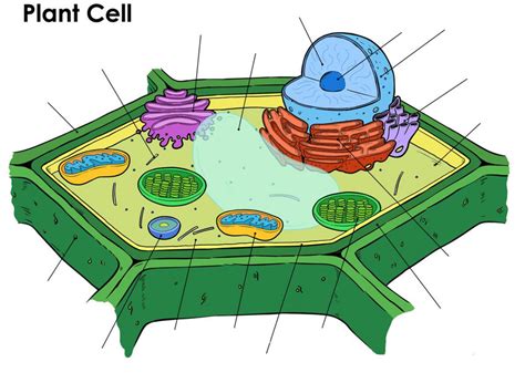 Plant Cell Olgc 7th Grade Diagram Quizlet