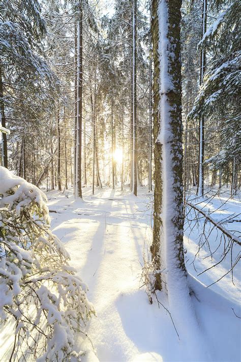 Sunshine In Winter Forest Photograph By Juhani Viitanen Fine Art America