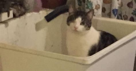 Cat In Sink Album On Imgur