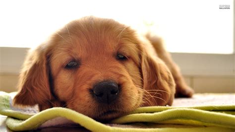 A golden retriever puppy pile! Cute Golden Retriever Puppies Wallpaper (56+ images)