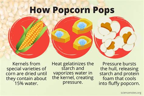 How Does Popcorn Pop The Science Of Popcorn