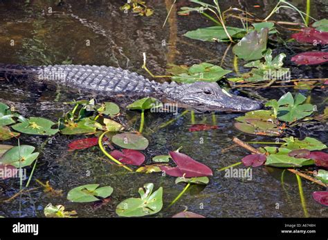 American Alligator Swimming With Water Lillies Stock Photo Alamy