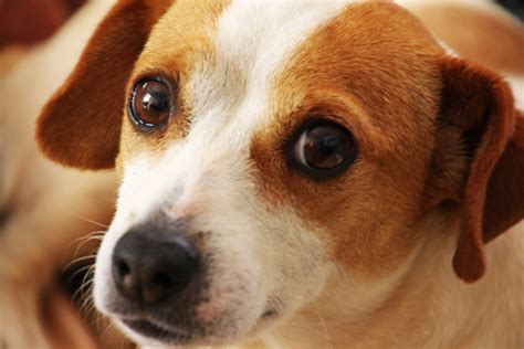 At birth, baby's eyes might be a beautiful blue or a rich brown hue—but will they change color? Close Up Photo of Short-coated Brown and White Dog · Free Stock Photo