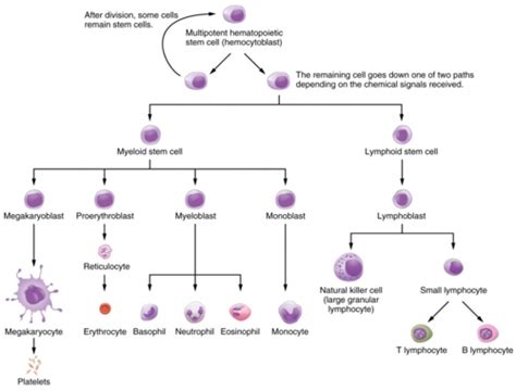 Pathophys Exam 1 Wright Hematopathology Flashcards Quizlet