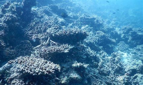 Maldives Coral Is Dying Fear Conservationists Nature