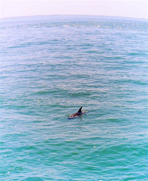 Dolphin From Pier At Fort De Soto Park Campground Pinellas County Florida TravelDads
