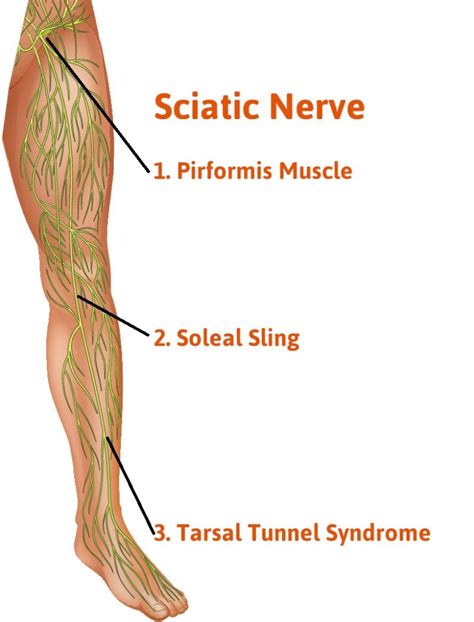 Posterior Tibial Nerve Anatomy Function And Disorders